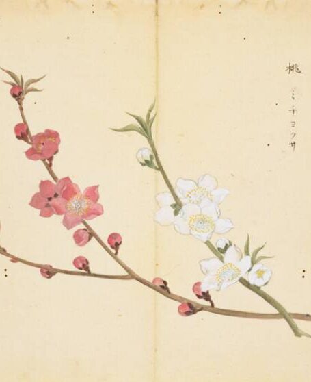 《诗经》美图100幅，温润人间草木情