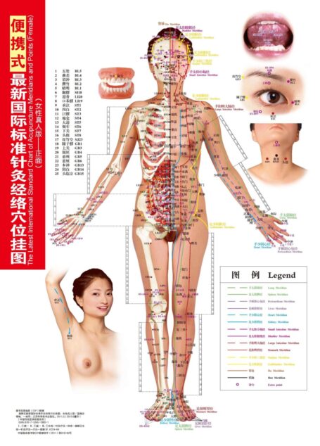 便携式最新国际标准针灸经络穴位挂图(女性真人版) (中国传统医学挂图系列)