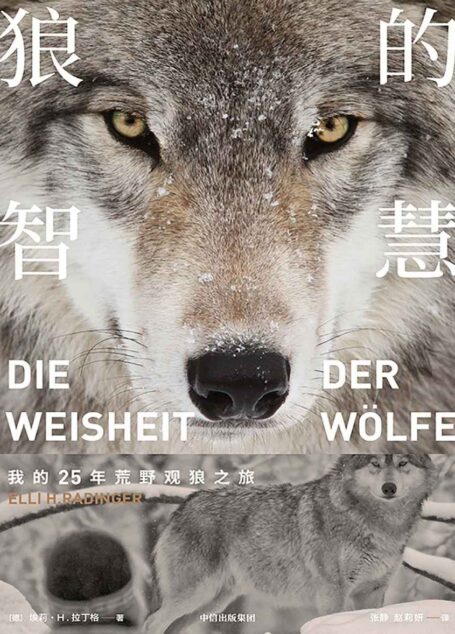 狼的智慧(实地观察的野生动物世界。真实的狼,并非古老文化中宣扬的那样凶险、残暴,反而有着诸多值得人类学习、重视的地方)