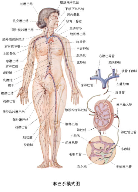 醫學趣味記憶法