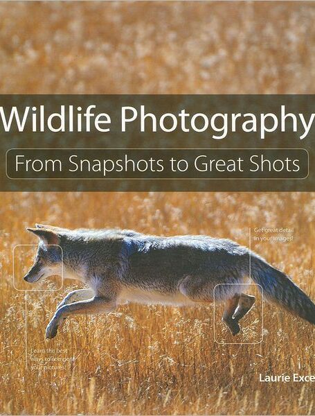 Wildlife Photography: From Snapshots to Great Shots