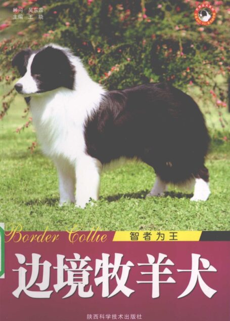 边境牧羊犬智者为王 (王晓著)
