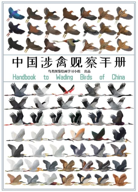 中国涉禽观察手册 (鸟类图鉴绘画学习小组)